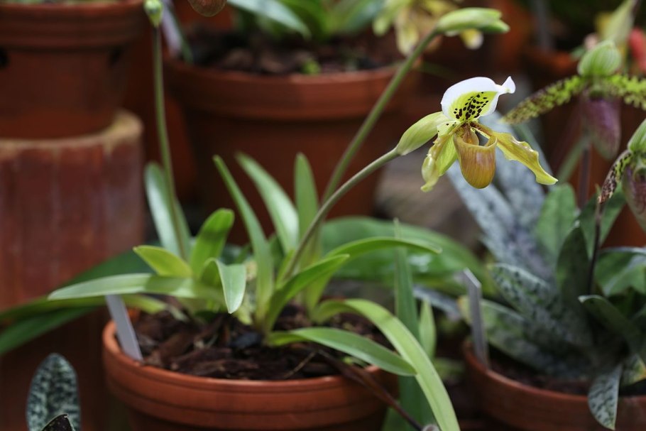 Paphiopedilum hirsutissimum Paphiopedilum Exul