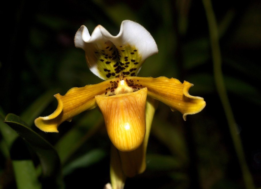 Paphiopedilum haynaldianum