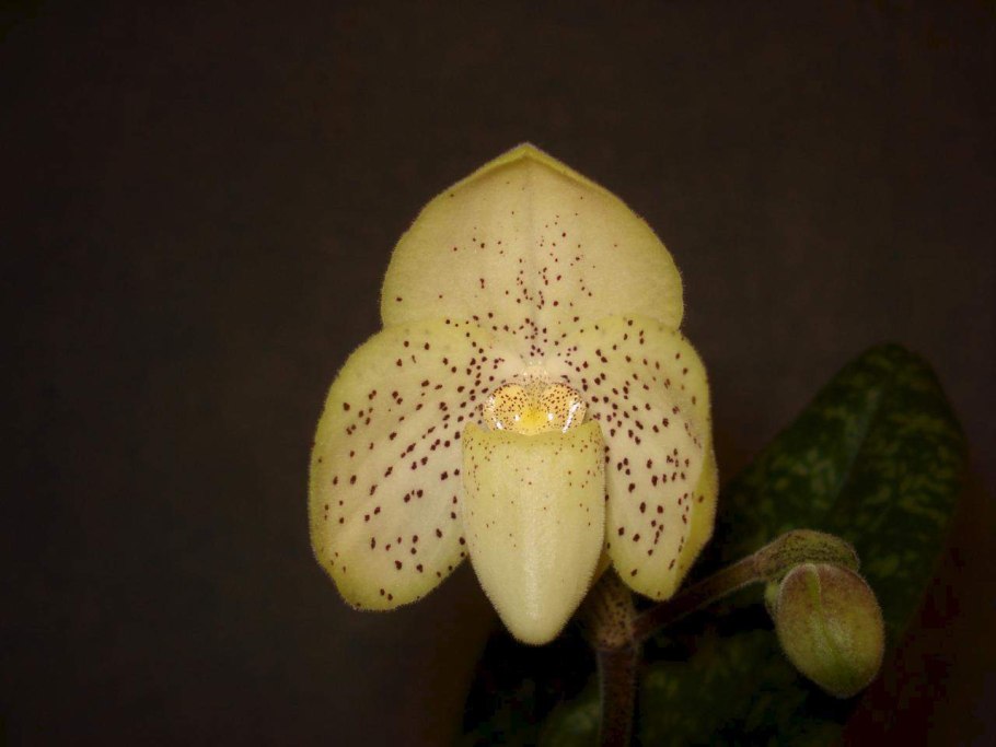 Paph Double Deception