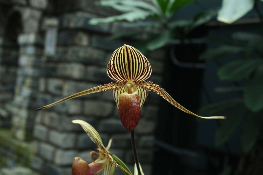 Coelogyne primulinum