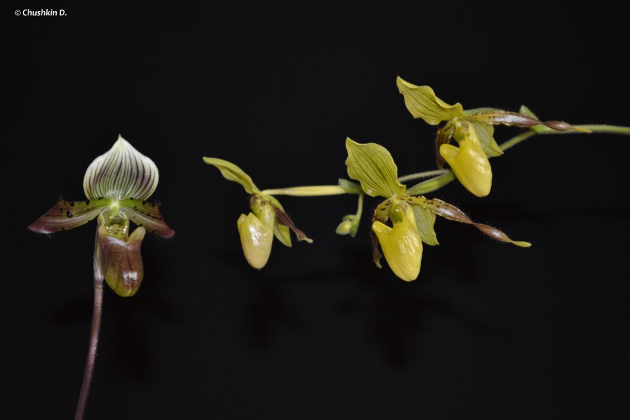 Paphiopedilum appletonianum