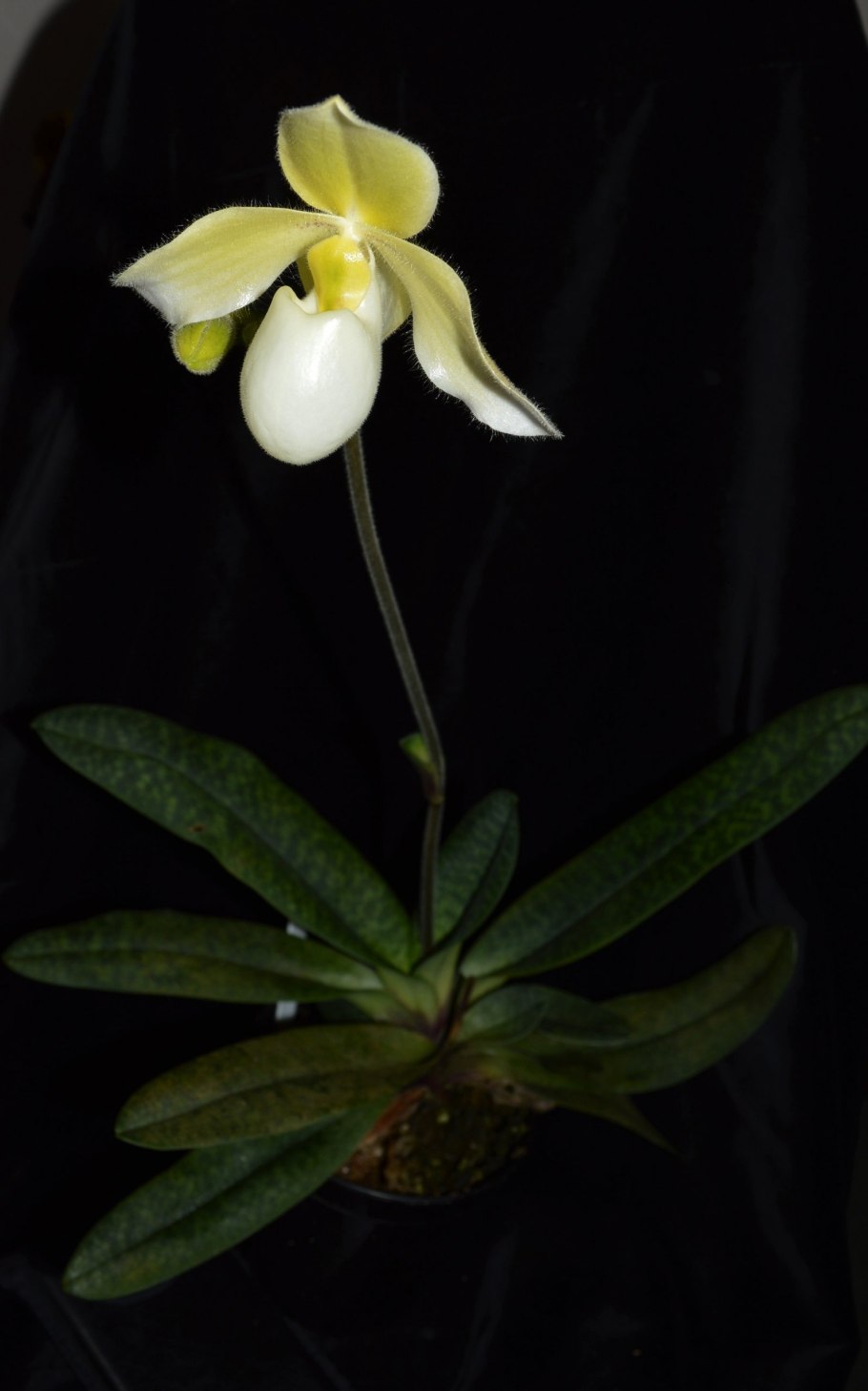 Paphiopedilum Tonsum