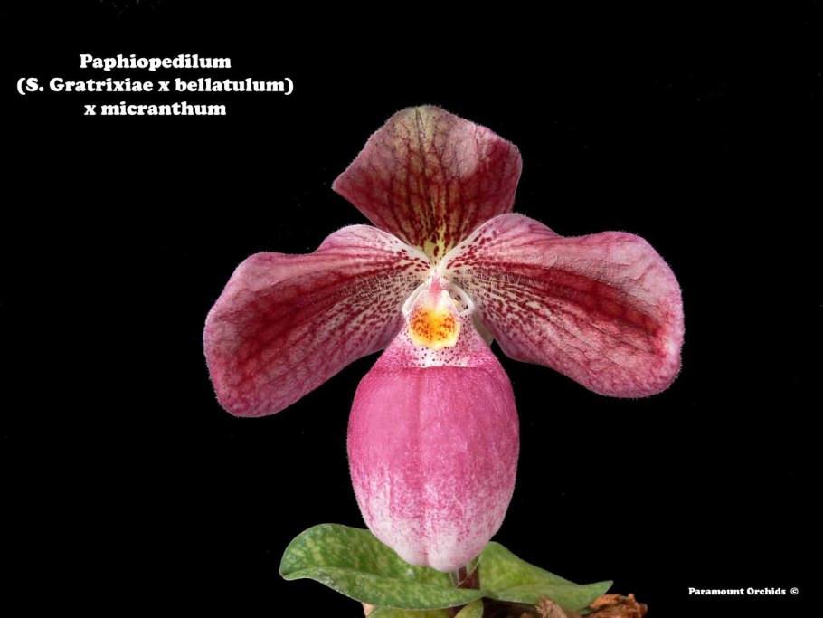 Paphiopedilum helenae