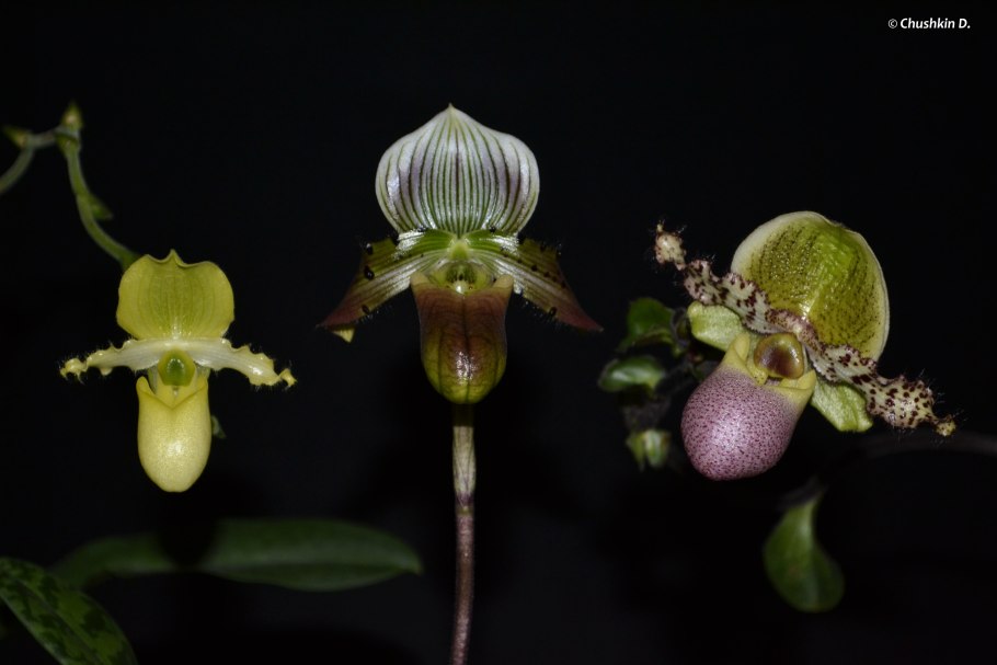 Paphiopedilum Pinocchio x rothschildianum
