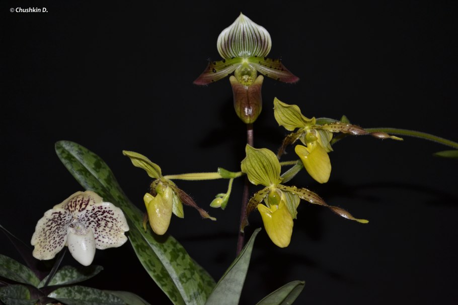 Bulbophyllum lindleyanum