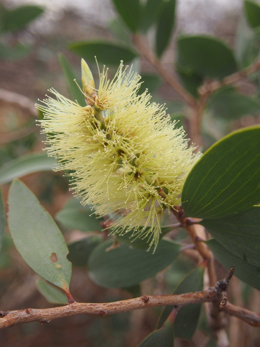 Мелалеука Австралия