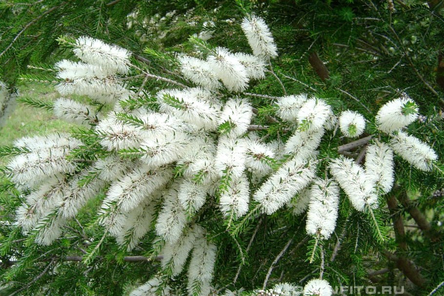 Мелалеука Денза описание