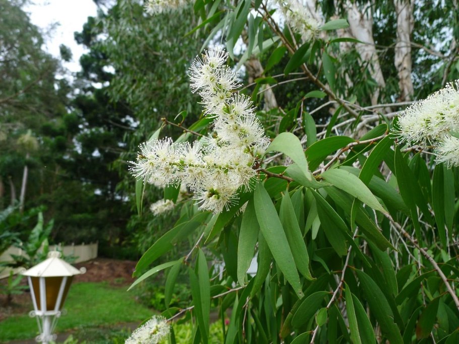 Мелалеука несофила