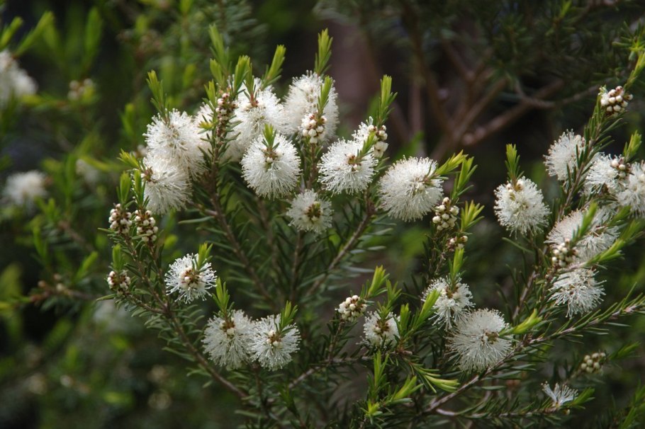 Melaleuca alternifolia Leaf Oil