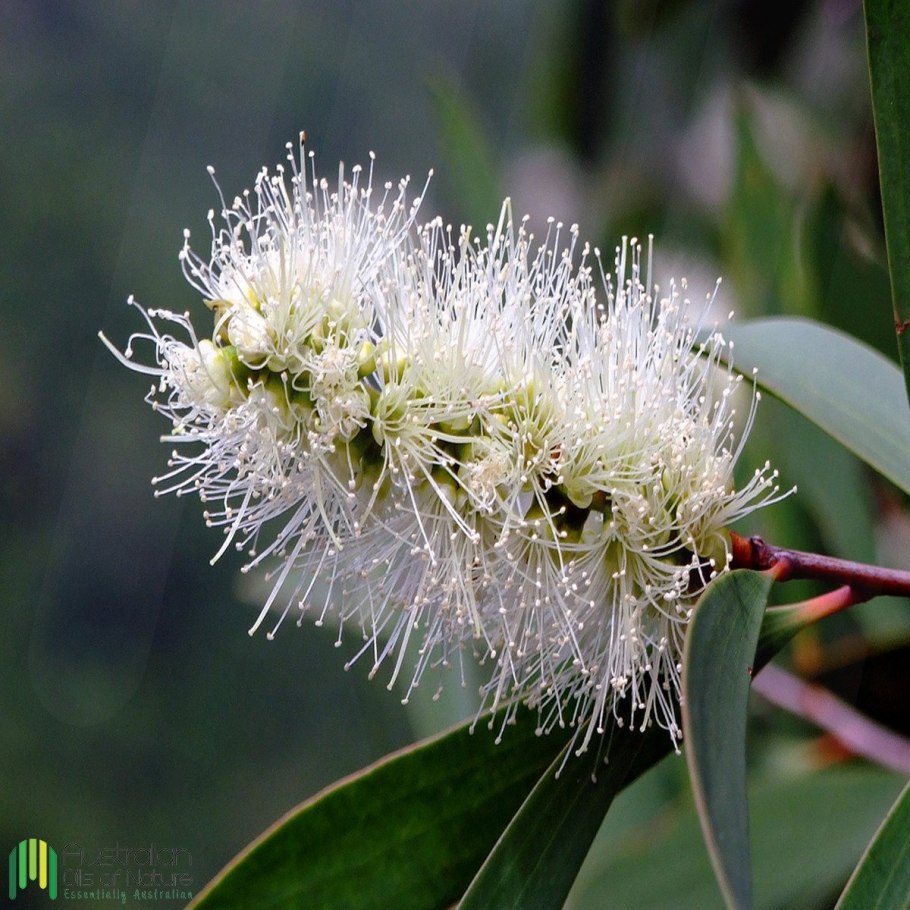 Melaleuca quinquenervia