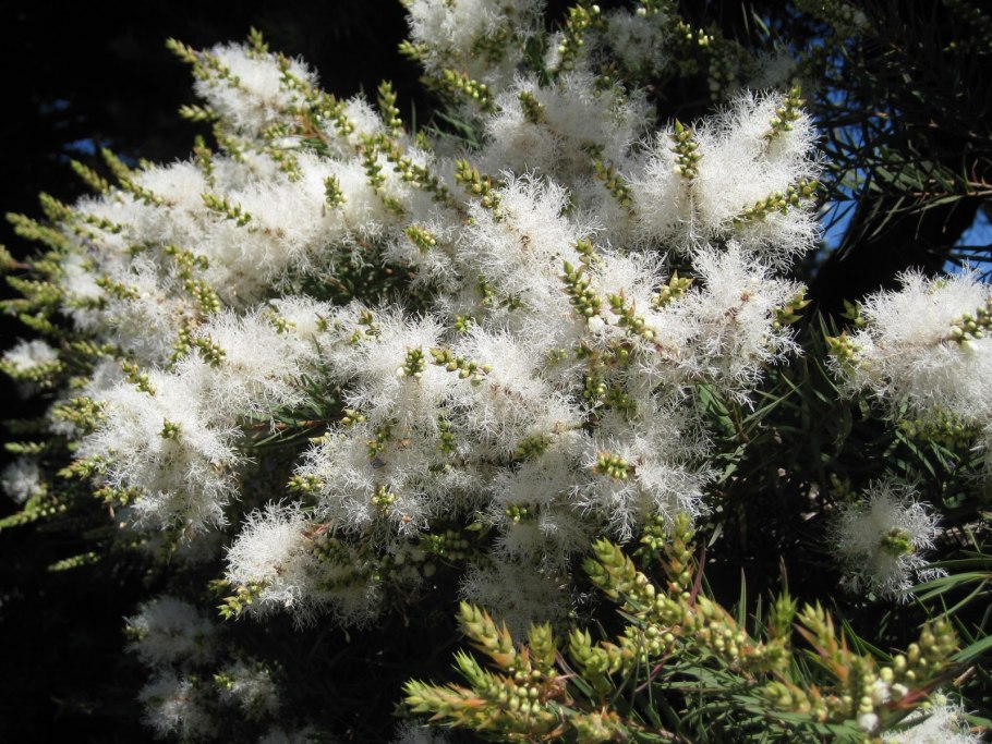 Найоли (Melaleuca viridiflora)