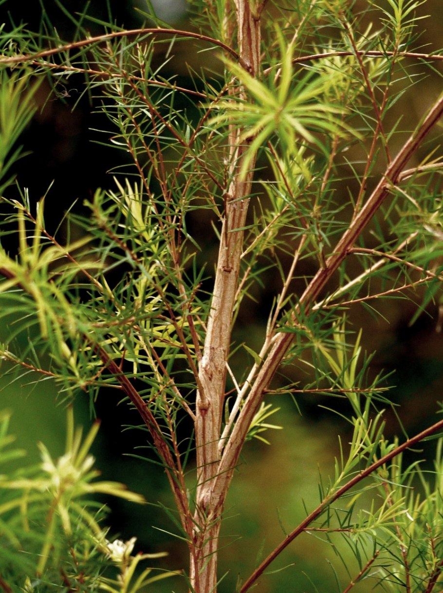 Мелалеука очереднолистная