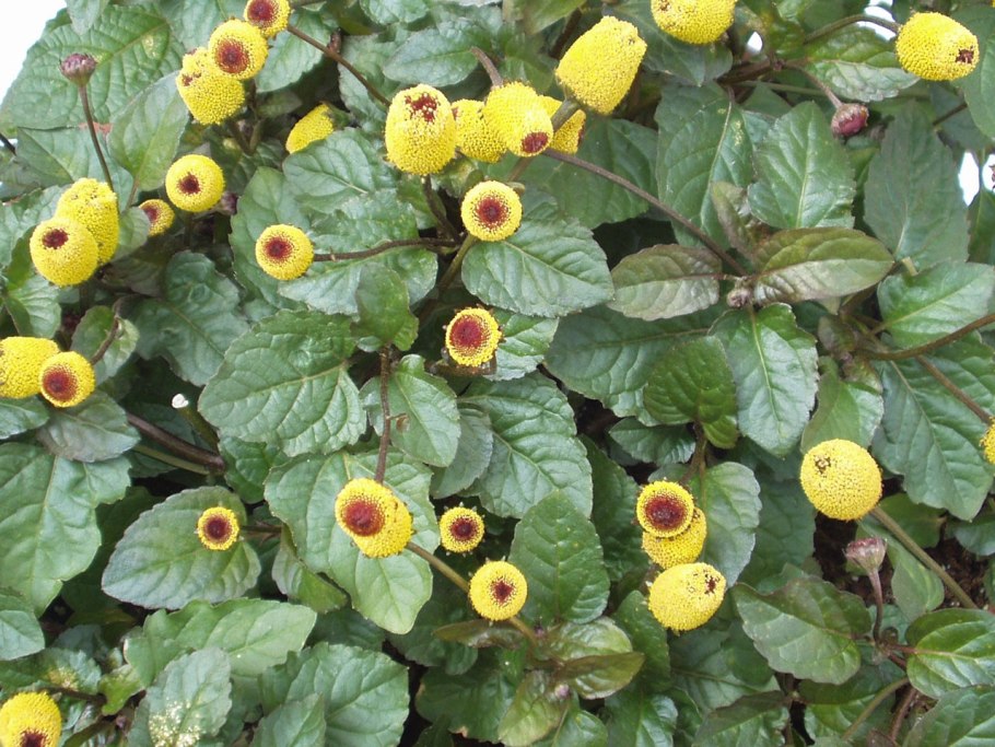 Акмелла Спилантес