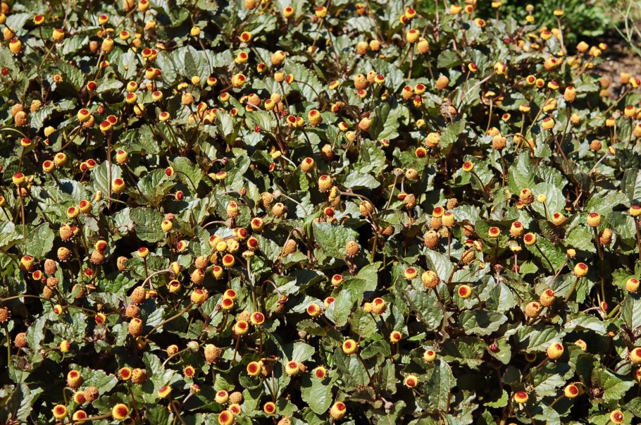 Спилантес огородный