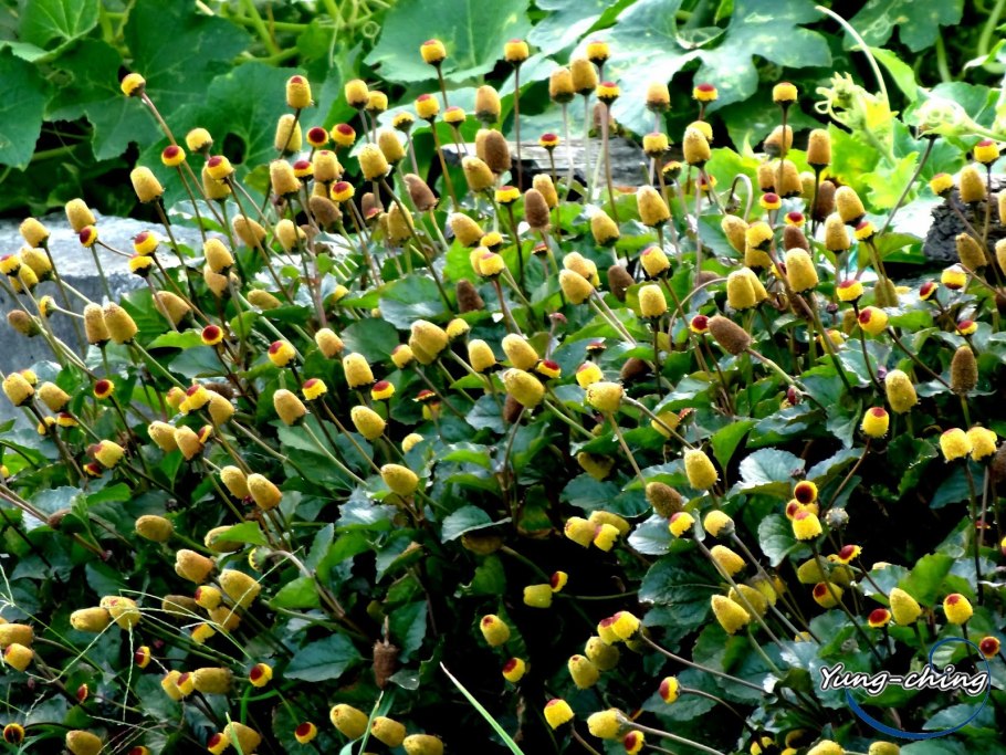 Spilanthes paniculata