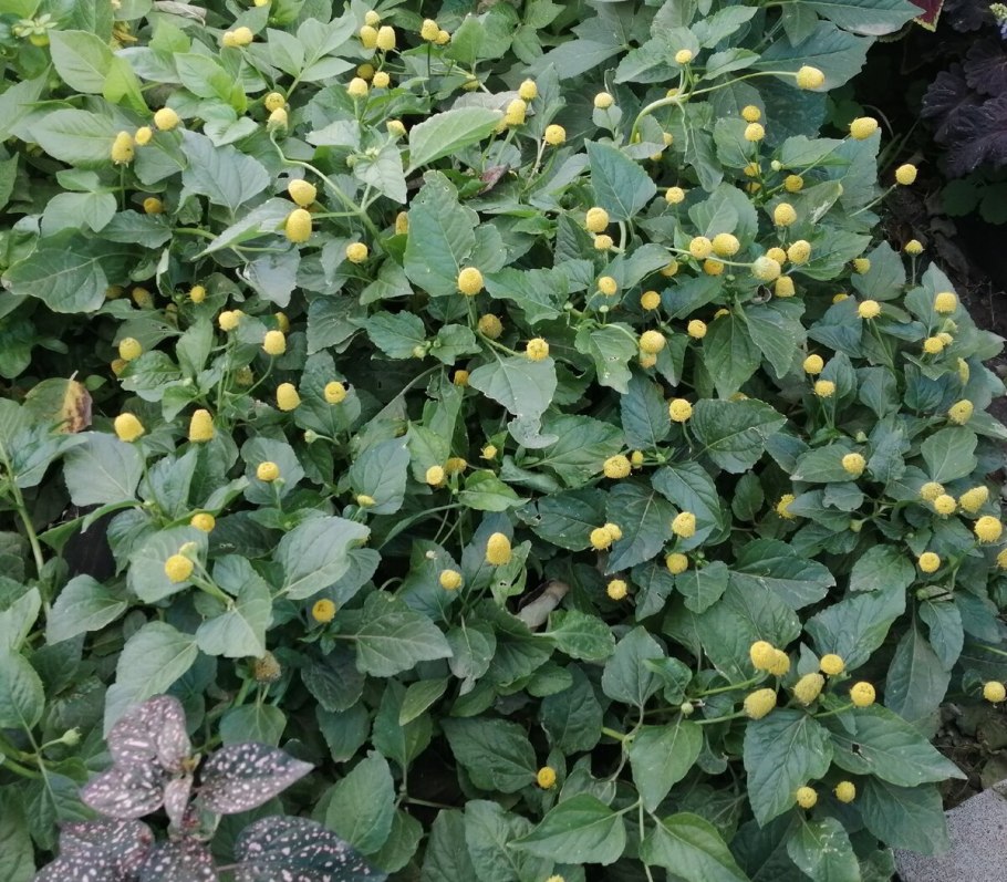 Акмелла Спилантес