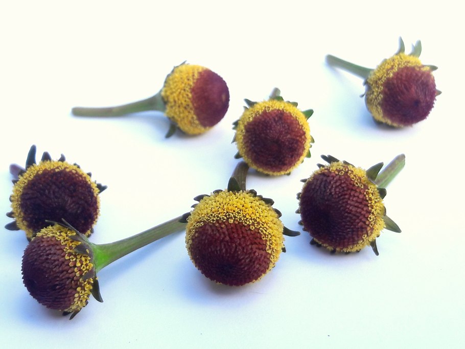 Спилантес Самба