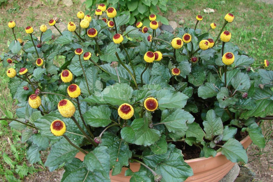 Акмелла цветок