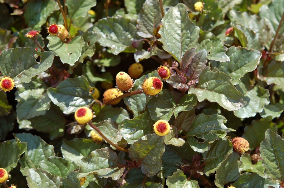 Акмелла Спилантес