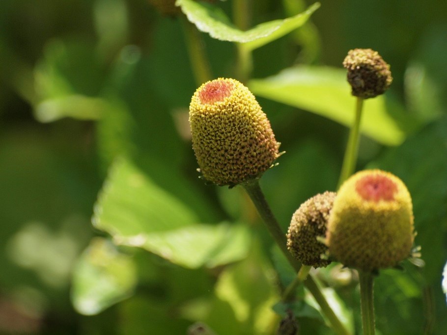 Акмелла Спилантес