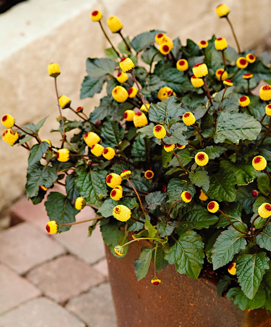 Акмелла Спилантес