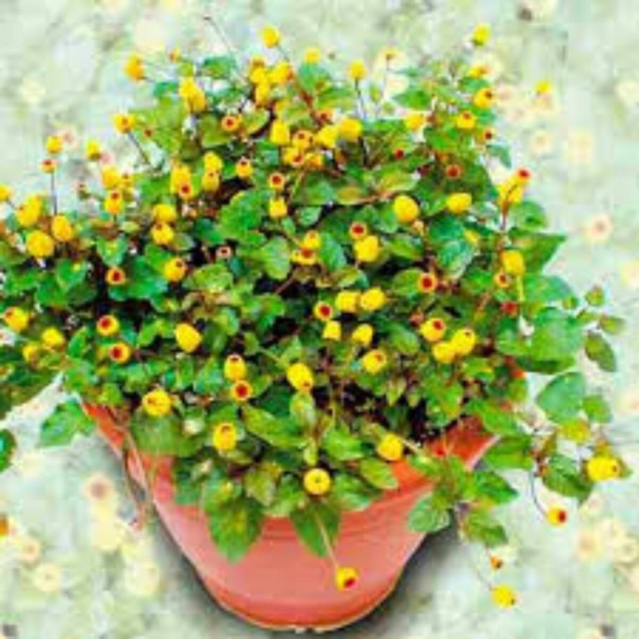 Спилантес огородный