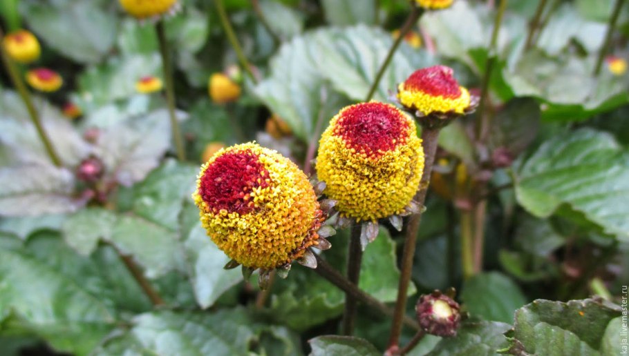 Спилантес в ландшафтном дизайне фото