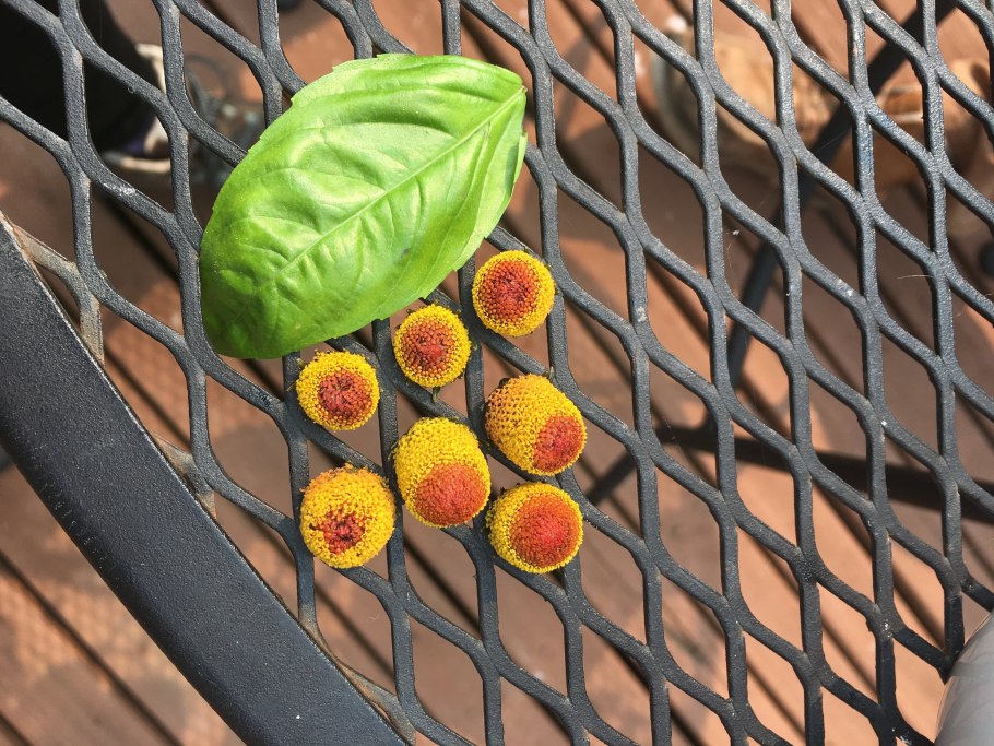 Спилантес огородный