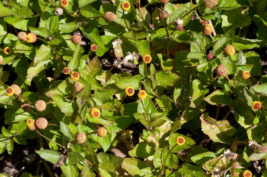 Акмелла Огородная