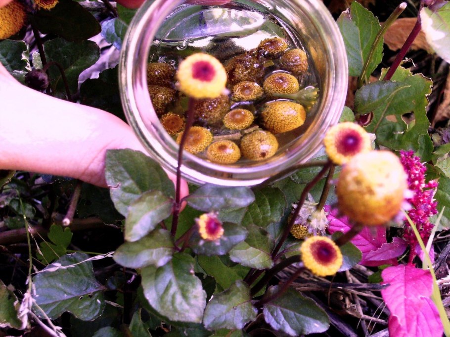 Акмелла Спилантес