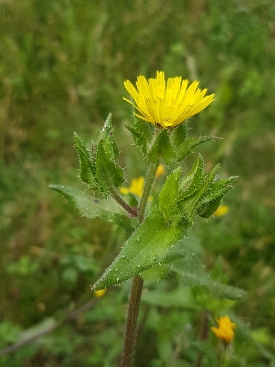 Горлюха ястребинковая формула цветка