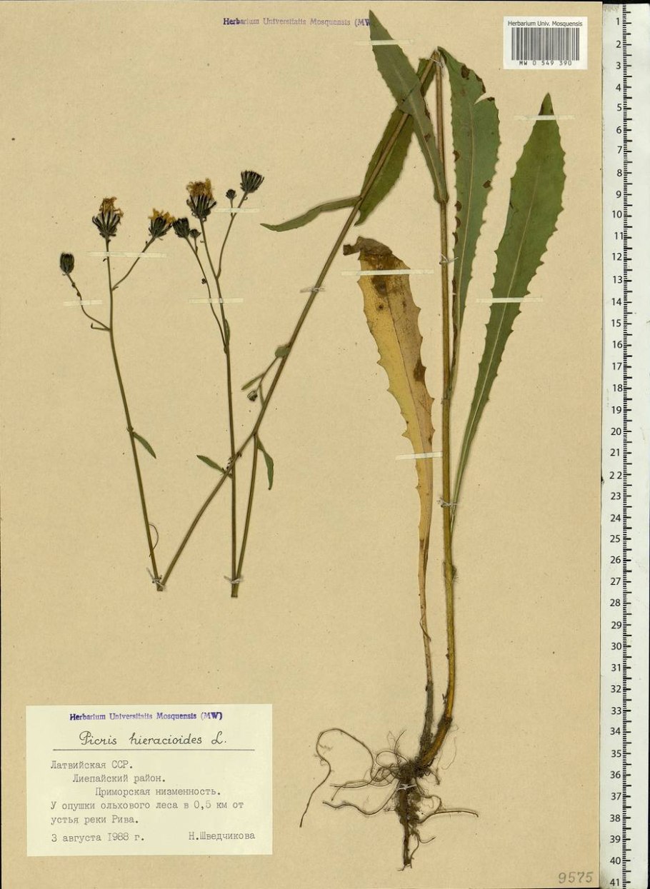 Горлюха ястребинковая