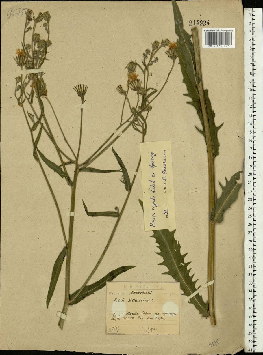 Горлюха ястребинковая применение в медицине