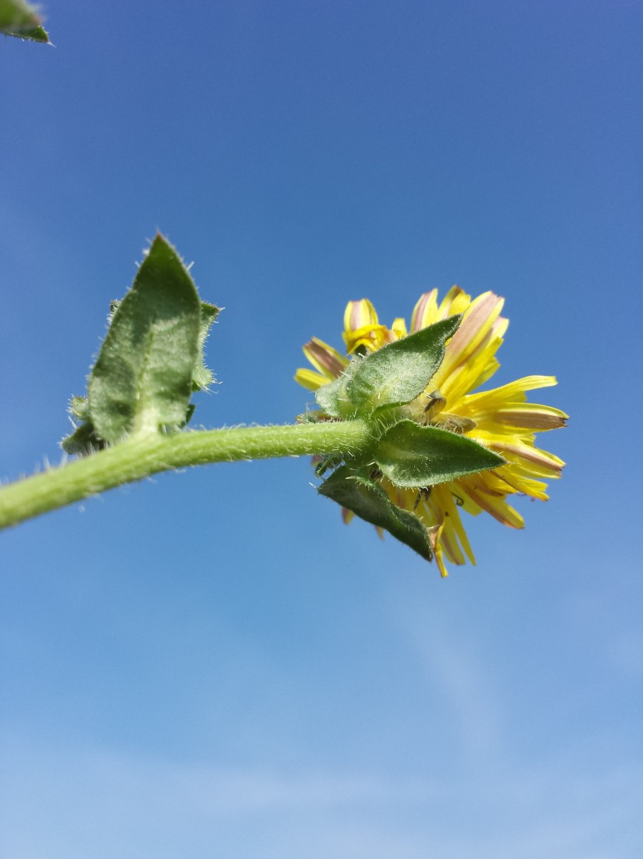 Эрехтитес ястребинковый