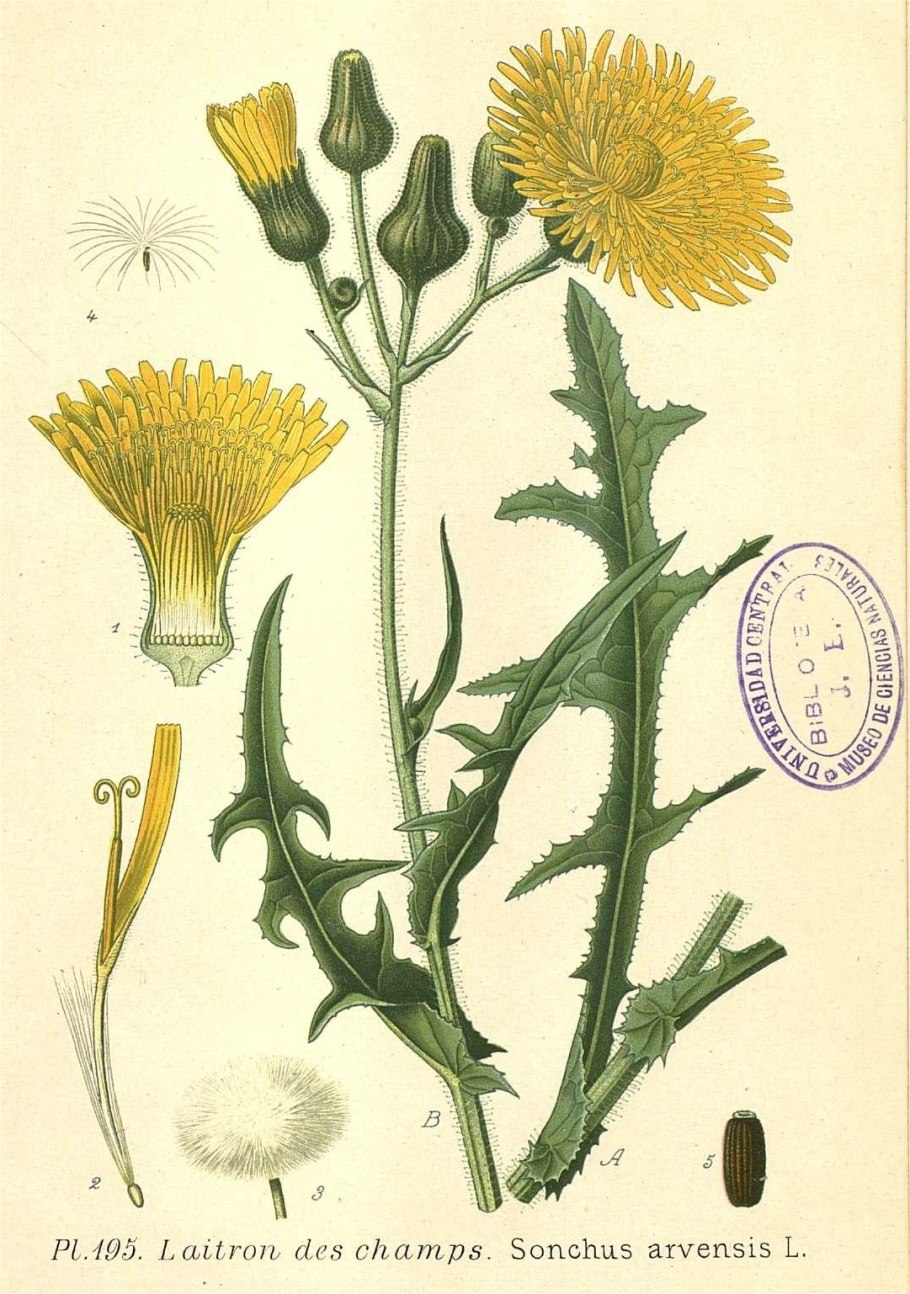 Гельминтотека синяковидная