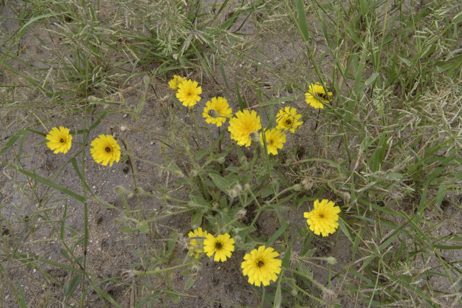 Перевод на русский pauciflora