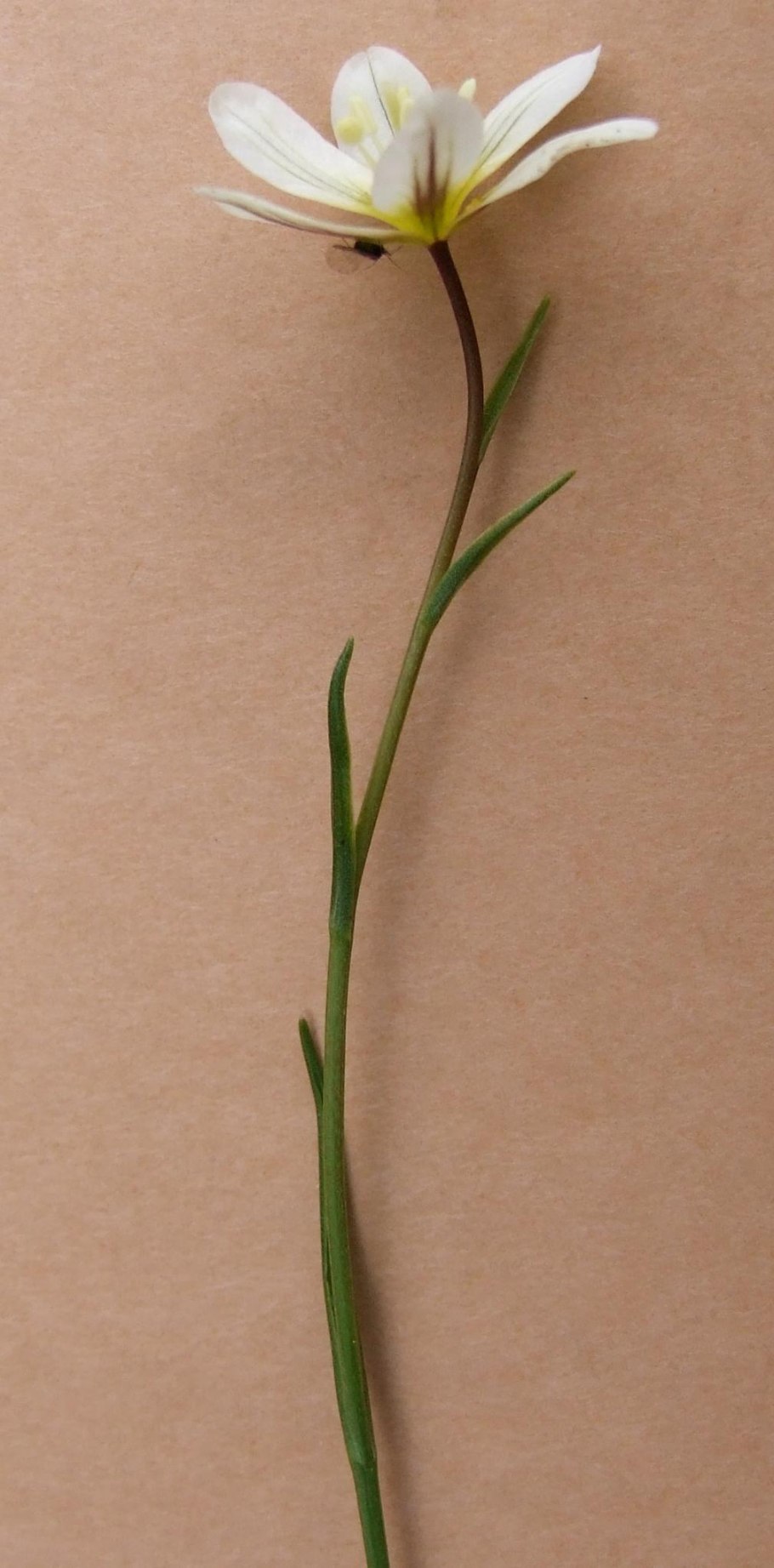 Горлюха ястребинковая