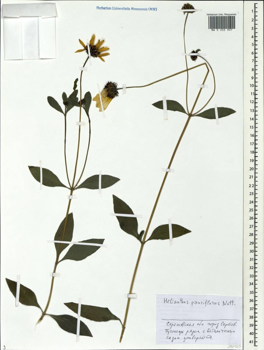 Гельминтотека синяковидная