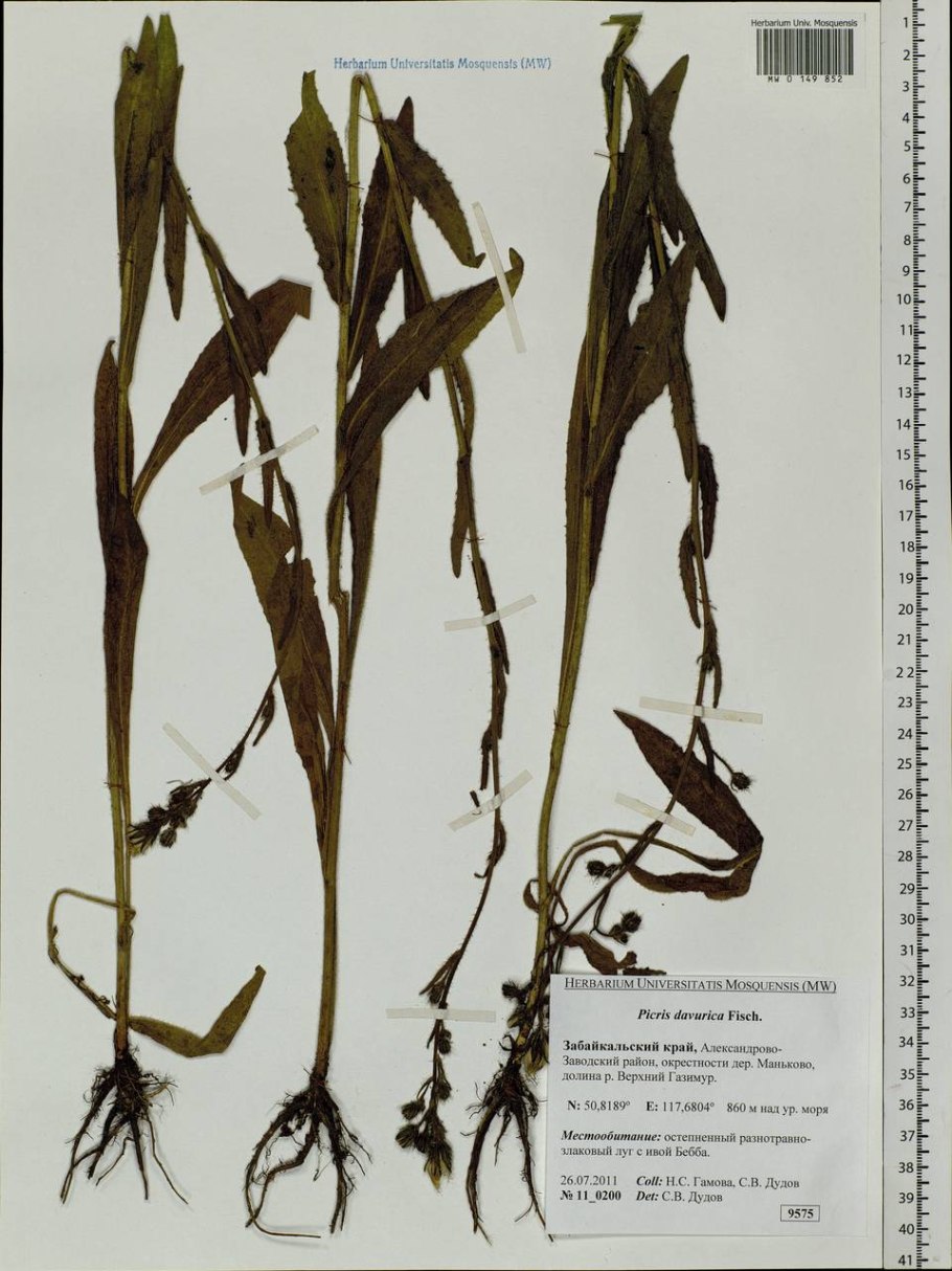 Горлюха ястребинковая