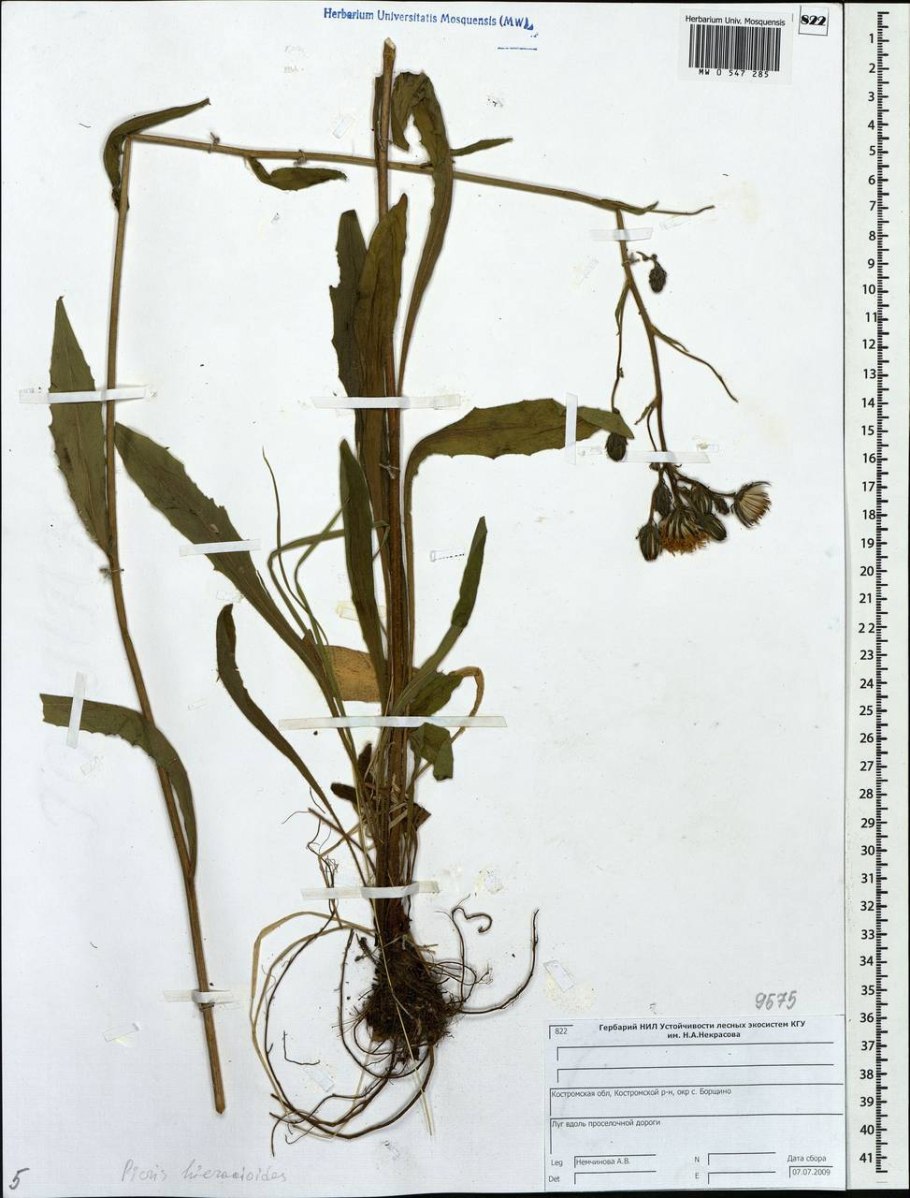 Горлюха ястребинковая или горчак жёлтый