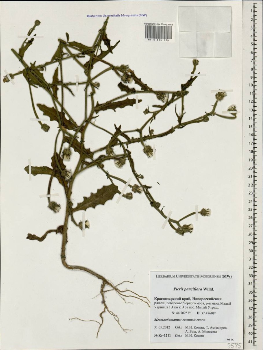 Горлюха ястребинковидная,горчак жёлтый