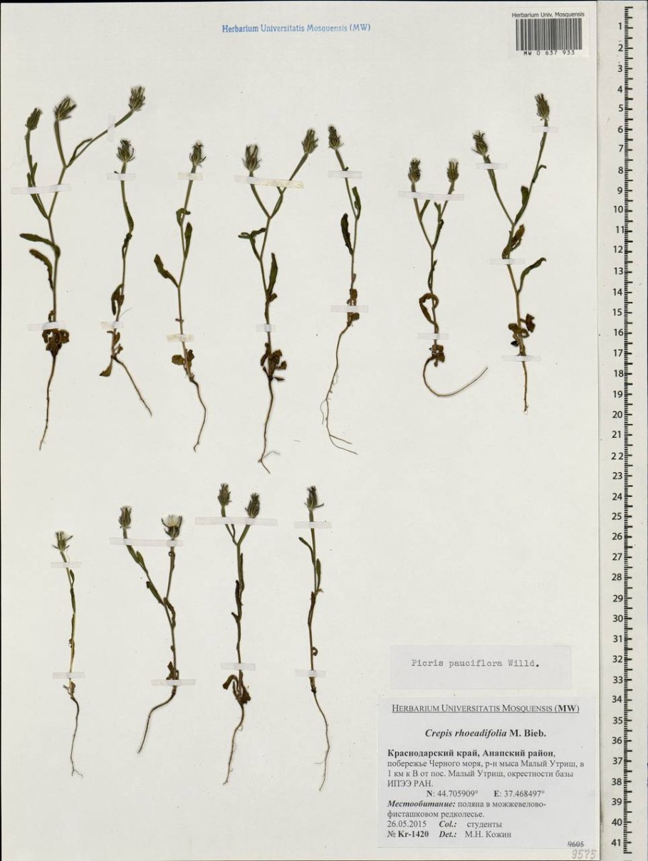 Горлюха ястребинковая