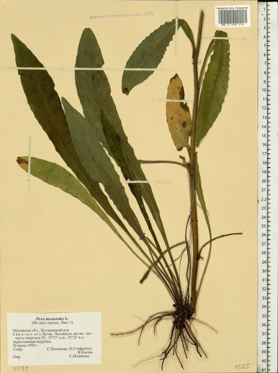 Ценхрус малоцветковый