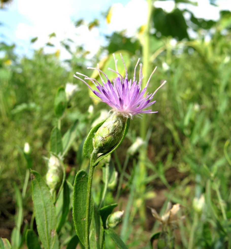 Горлюха ястребинковая