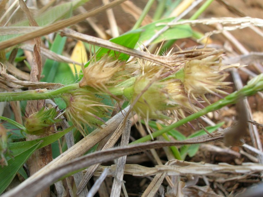 Рейхардия тингитанинская польза