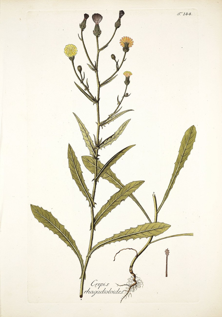 • Горлюха ястребинколистная (Picris hieracioides l.)