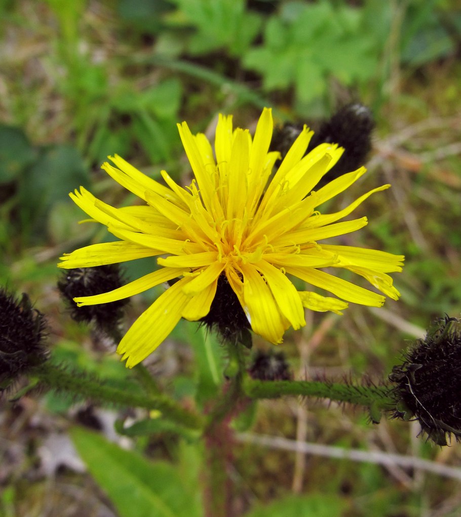 Горлюха ястребинковая фото