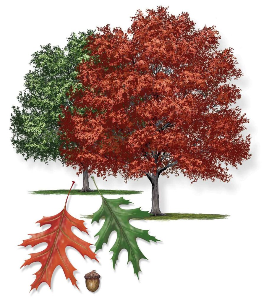 Дуб красный ботаника