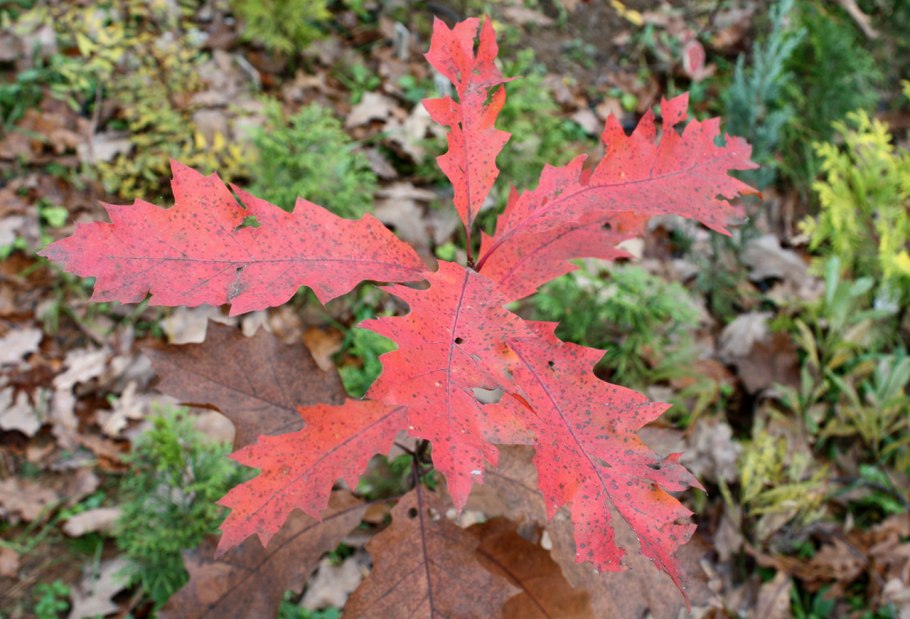 Дуб венгерский (Quercus frainetto