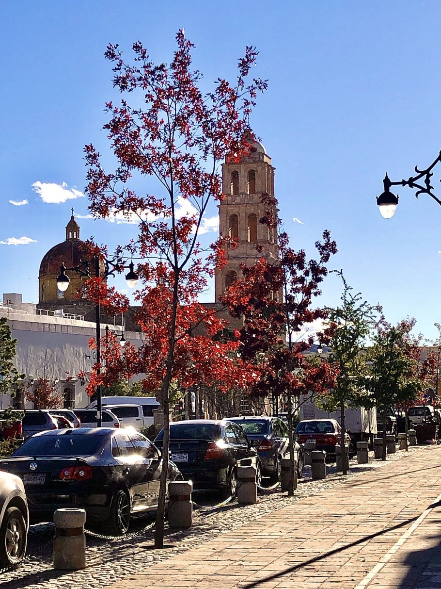 Молодые листья красного дуба